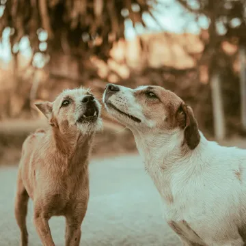 Two dogs playfully interacting on a sunlit path
