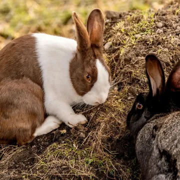 Two adorable rabbits, one brown and white and the