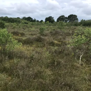 Moss 2