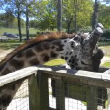 Knowsley Safari Park 049