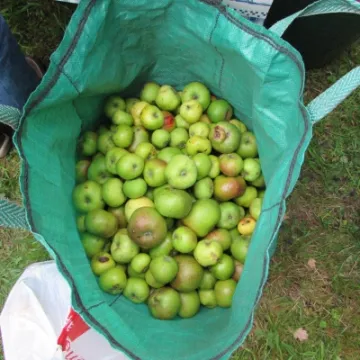 Apple Pressing 2015