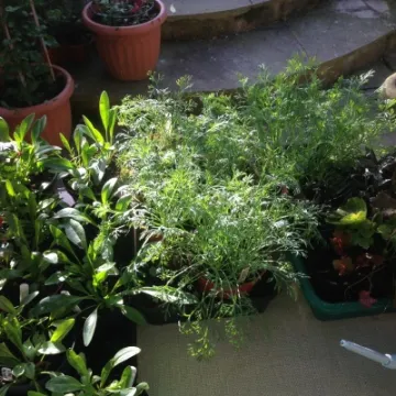 Mary & Colins Coffee Morning_B_2016