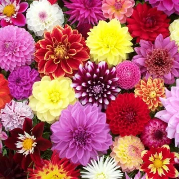 dahlia-wedding-flowers