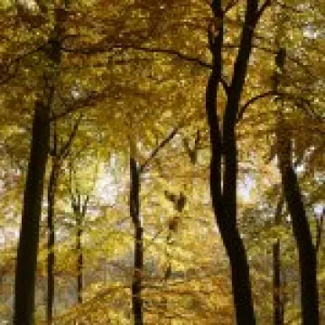 Ninn Woods 1