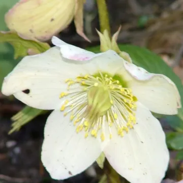DJW hellebore