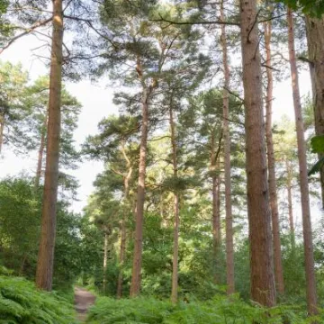 Path through Delamere Forest