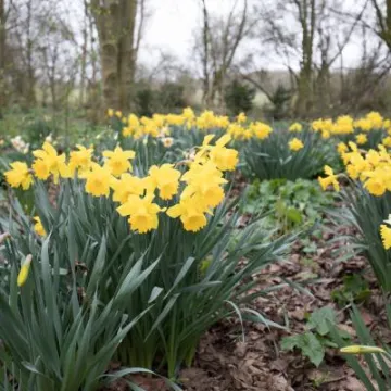 Snakemoor Daffodils 02