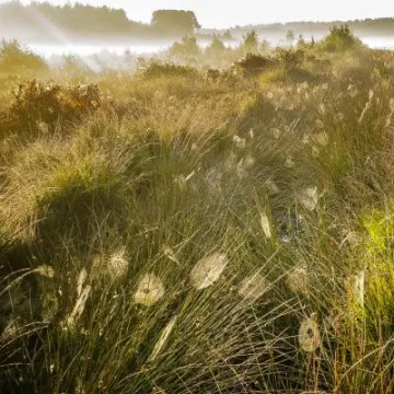 Great Blakemere – Vaughan Edge 2