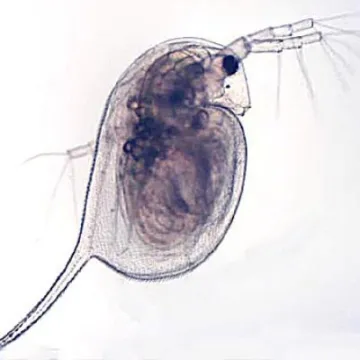 daphnia