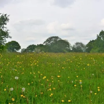Melverley Meadows