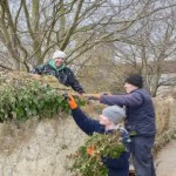 Off comes the invasive Ivy