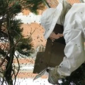 Bee Swarm & Keeper 02