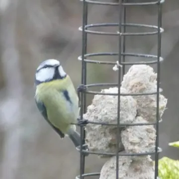 Birds in garden6