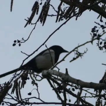 Birds in garden7