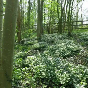 Spring in Tarvin Woodland Img_6925