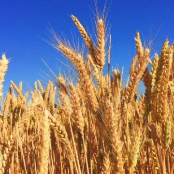 harvest