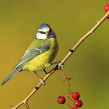 bluetitonberrybranchproof