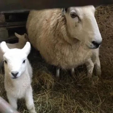 Lambs