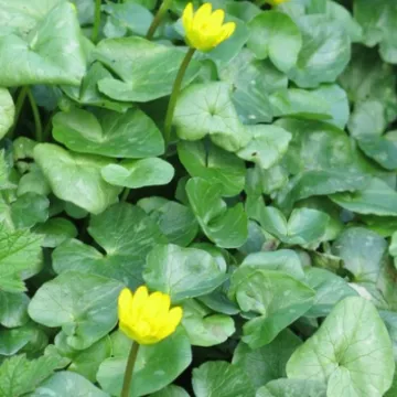 Keith Barker woodland April 2020 (5)