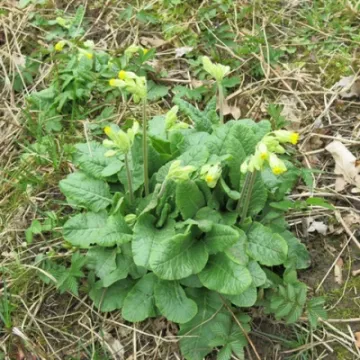 Keith Barker woodland April 2020 (7)