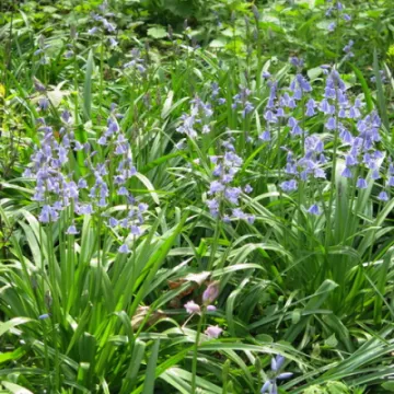 Woodland Walk (5)Img_7869