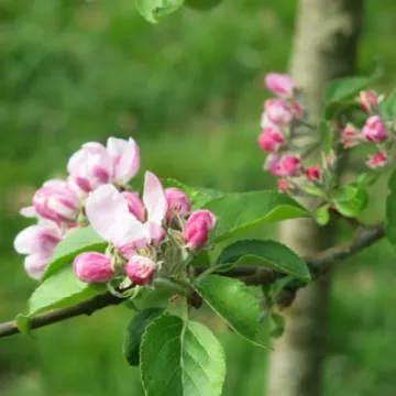 Woodland Walk (8)Img_7857