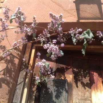 C21B2926-1DB4-41BD-95A1-74C724A7C010