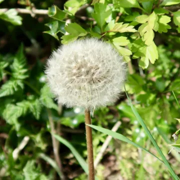 Dandelion
