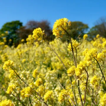 Yellow 2