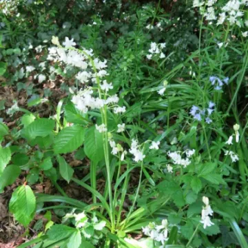 Woodland Walk KB Fullsizeoutput_2c9d