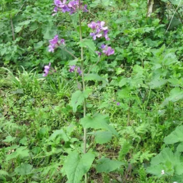 Woodland Walk KB Image005 (1)