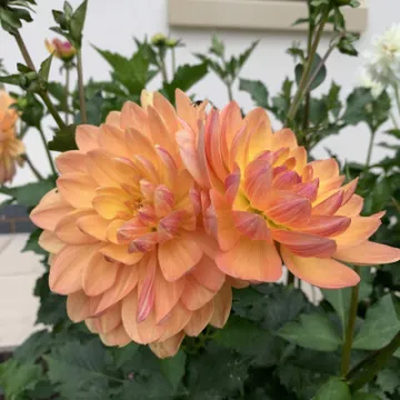 dahlia pam howden