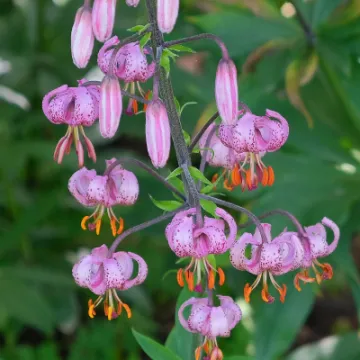 Turks Head Lily_JT_F1103