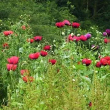 Poppies in Turnpike field
