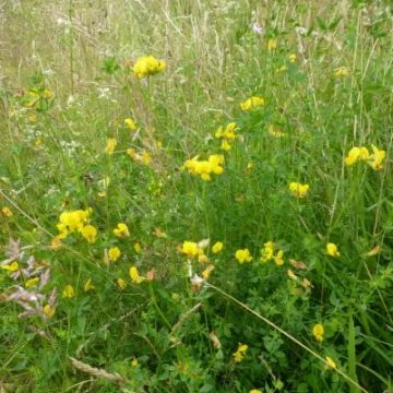 Woodland Flowers Birdsfoot Trefoil