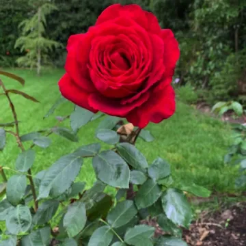 "Wedding Celebration"