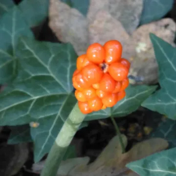 TCW Wild Arum Berries
