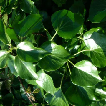 TWT English Ivy Adult Foliage