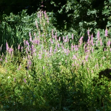 TCW Purple Loosestrife 1