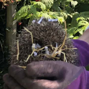 hedgehog4