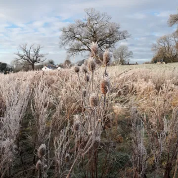 Frosty Turnpike Field
