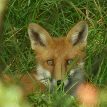 Fox