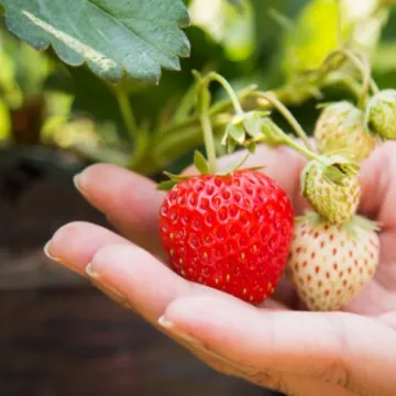 Person holding strawberry