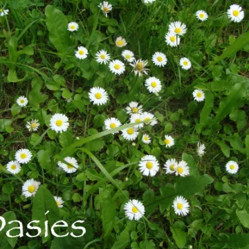 Daisies-2