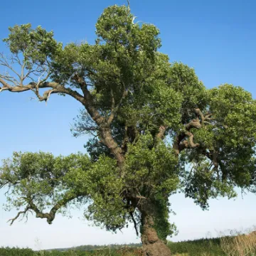 Black poplar tree
