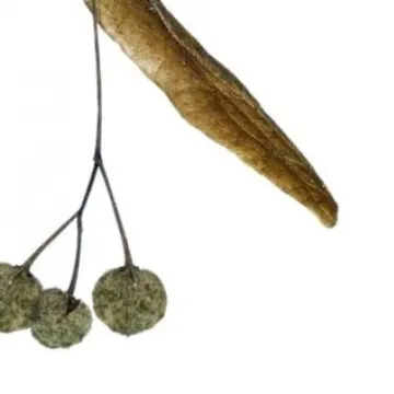 Lime Tree Seeds On Wing (1)