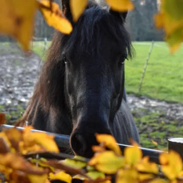 Image: 10 SeniorC Sam AutumnStallion (LateEntry)