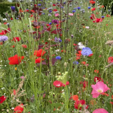 Image: 9FC1D5DF-DB35-411F-8601-7A90B8AED58B