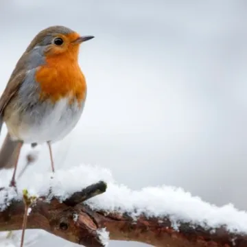 A robin in the snow