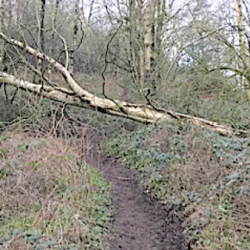 Raw Head Storm damage